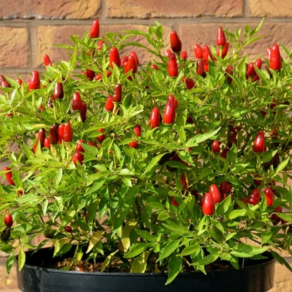 Picture of Capsicum Annuum Pepper Hot Thai (Agm)